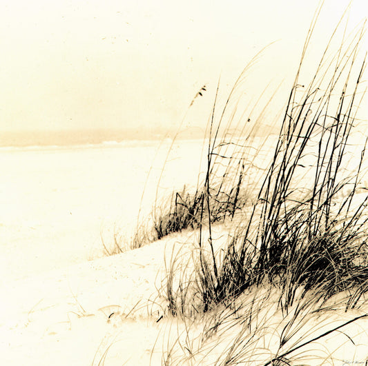 Sea Oats in an Ocean Breeze Done in an Alternate Process Fine Art Beach Photo