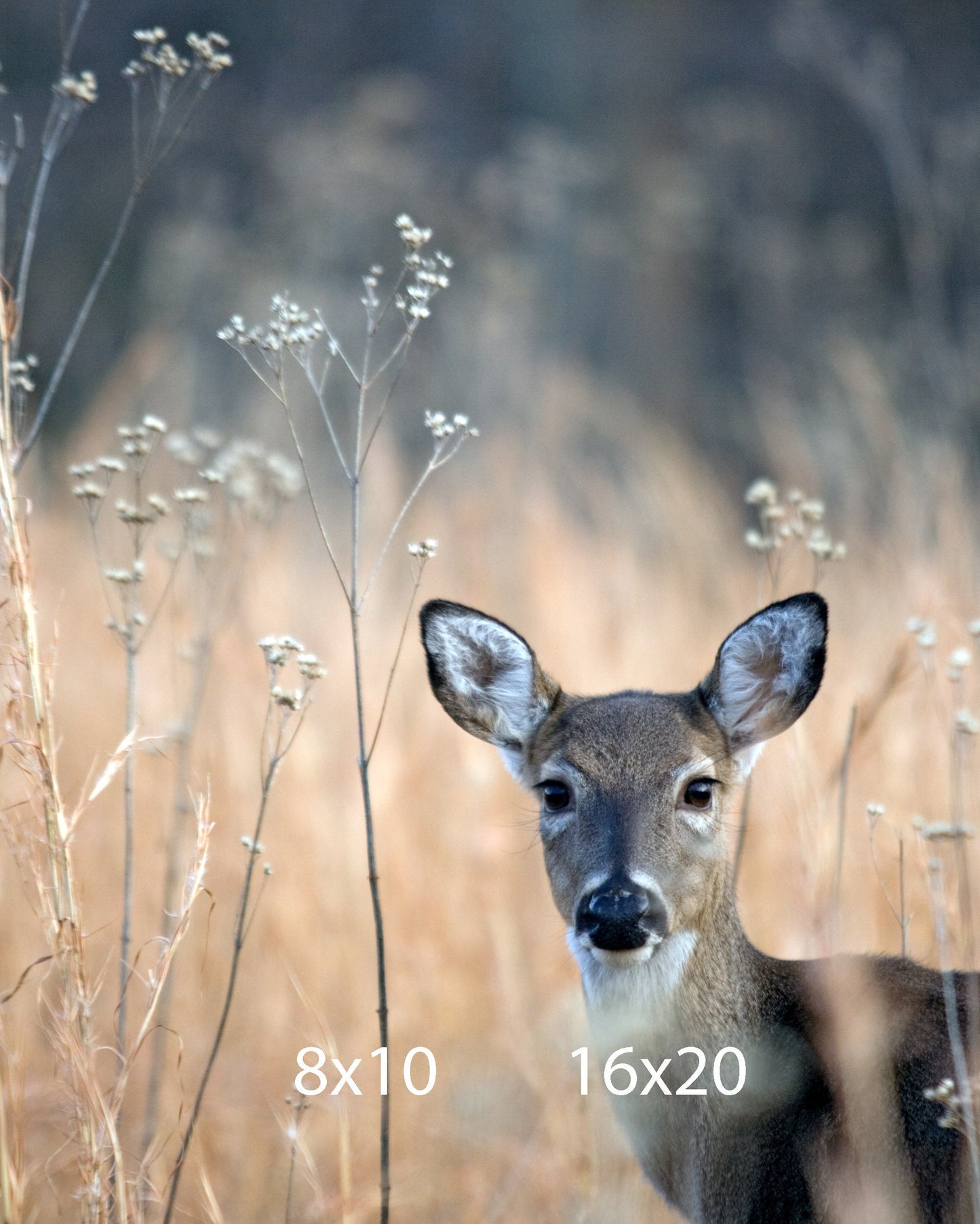 Whitetail Art, A Doe with a Penetrating Gaze, Blue Ridge Mountain Deer Wall Decor