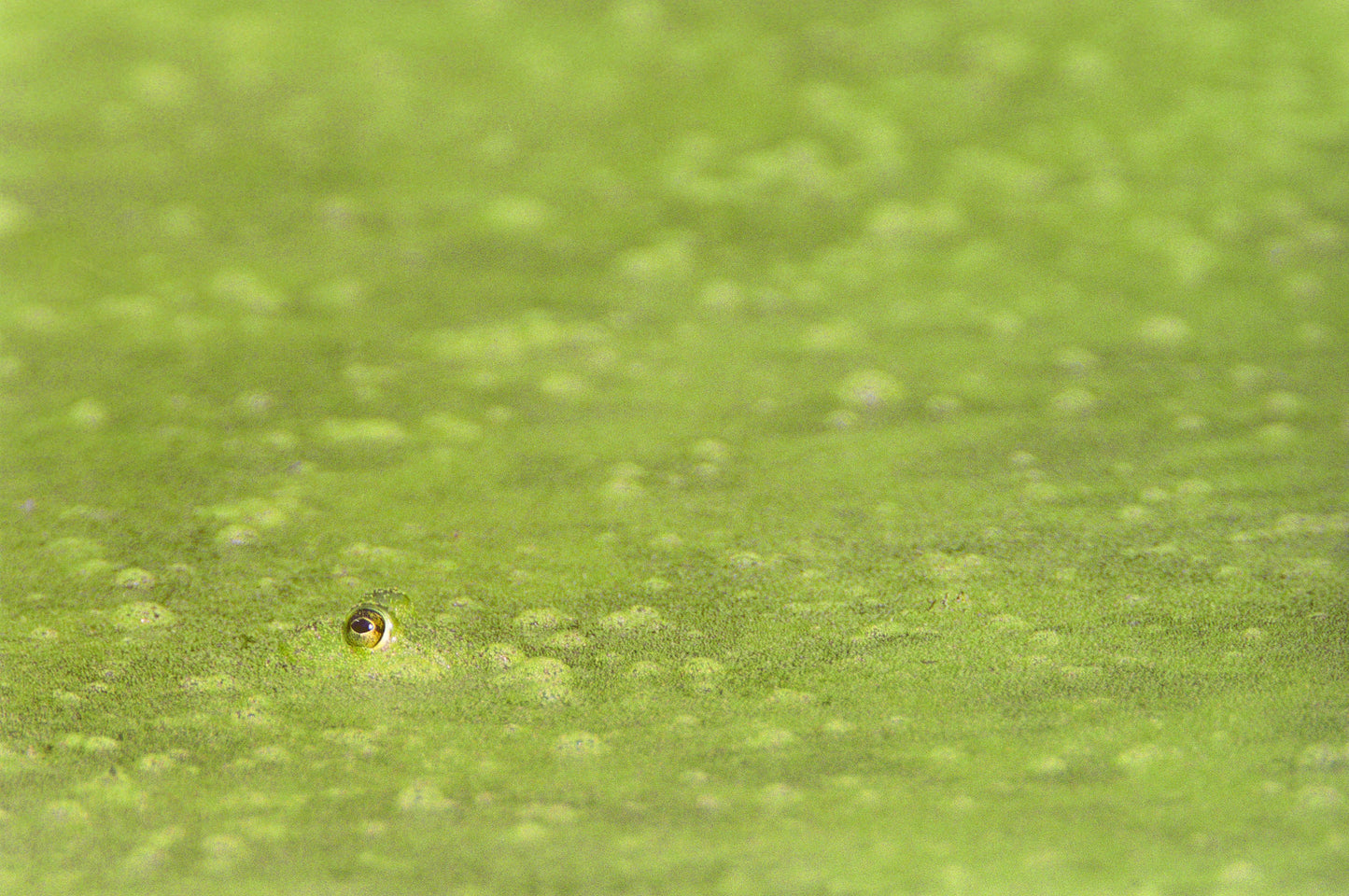Frogs Eye in Pond Muck Fine Art Nature Photo