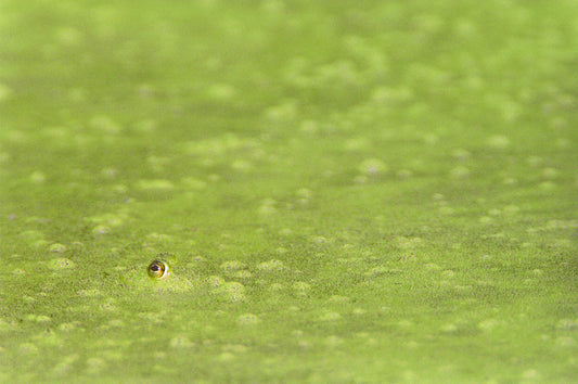 Frogs Eye in Pond Muck Fine Art Nature Photo