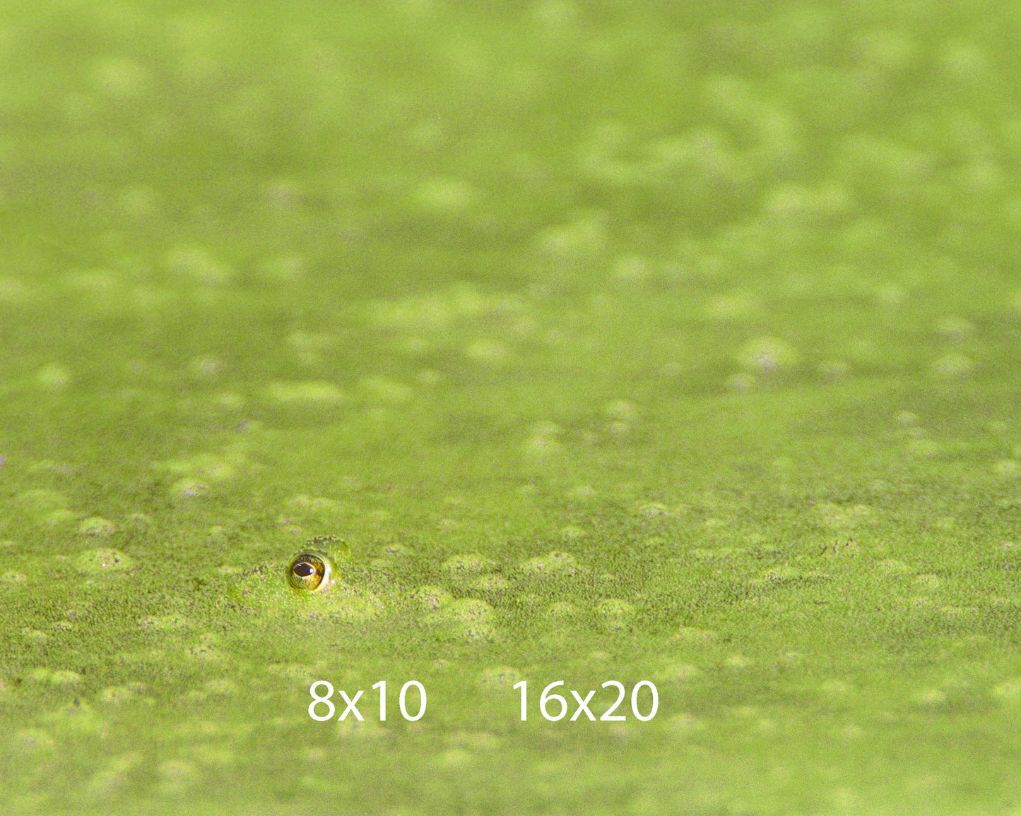 Frogs Eye in Pond Muck Fine Art Nature Photo