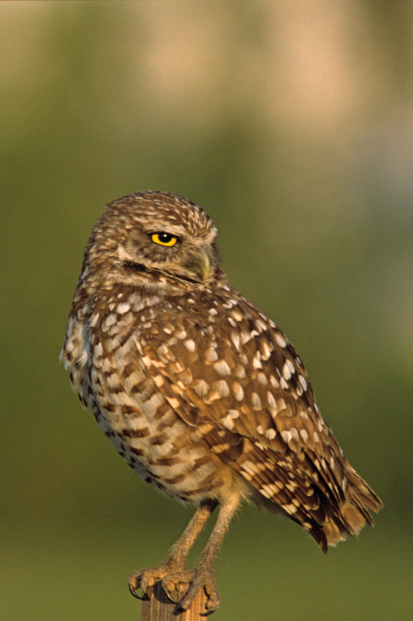 Hoot- A Burrowing Owl Portrait, Fine Art Photograph Birt Art Print