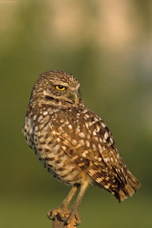 Hoot- A Burrowing Owl Portrait, Fine Art Photograph Birt Art Print
