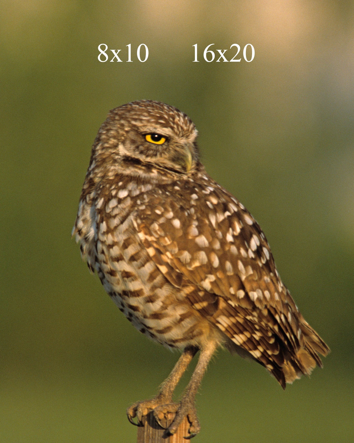 Hoot- A Burrowing Owl Portrait, Fine Art Photograph Birt Art Print