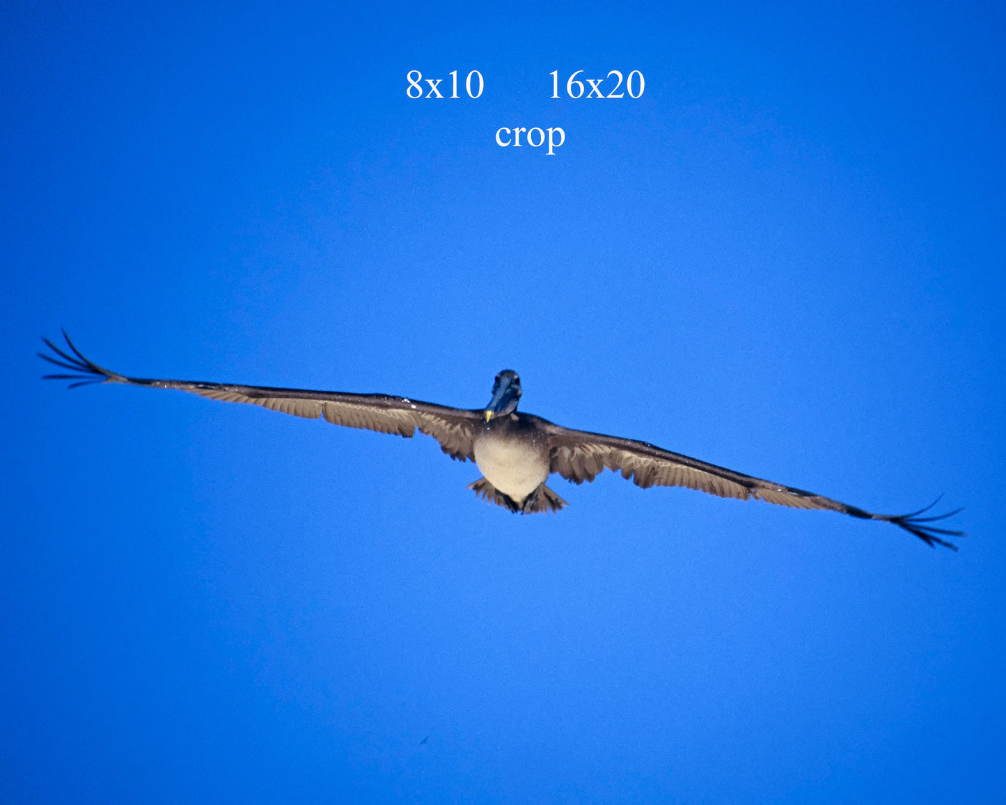 Majestic Brown Pelican Flying Towards You Fine Art Photo