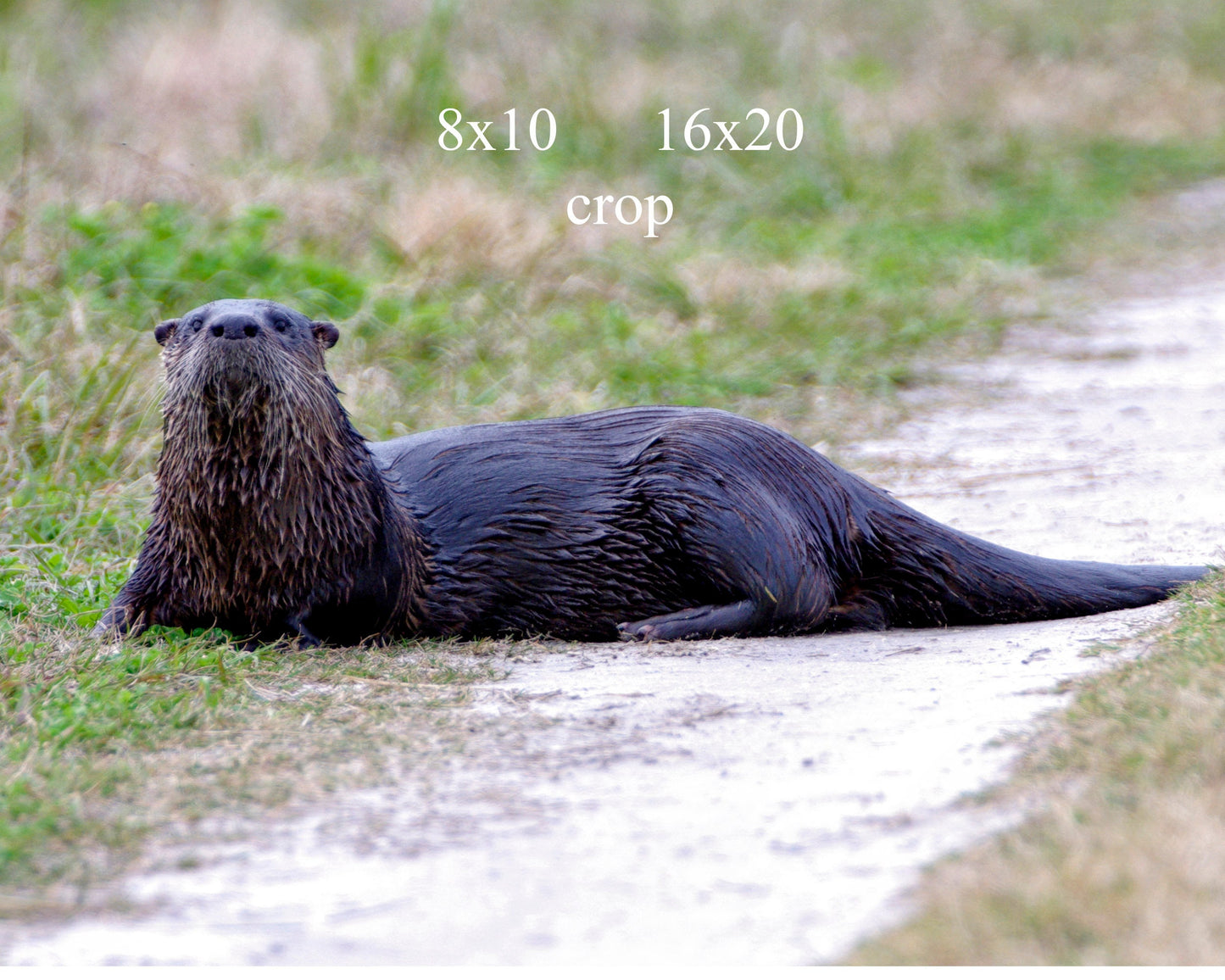 A River Otter Poses for Portrait Fine Art Photo