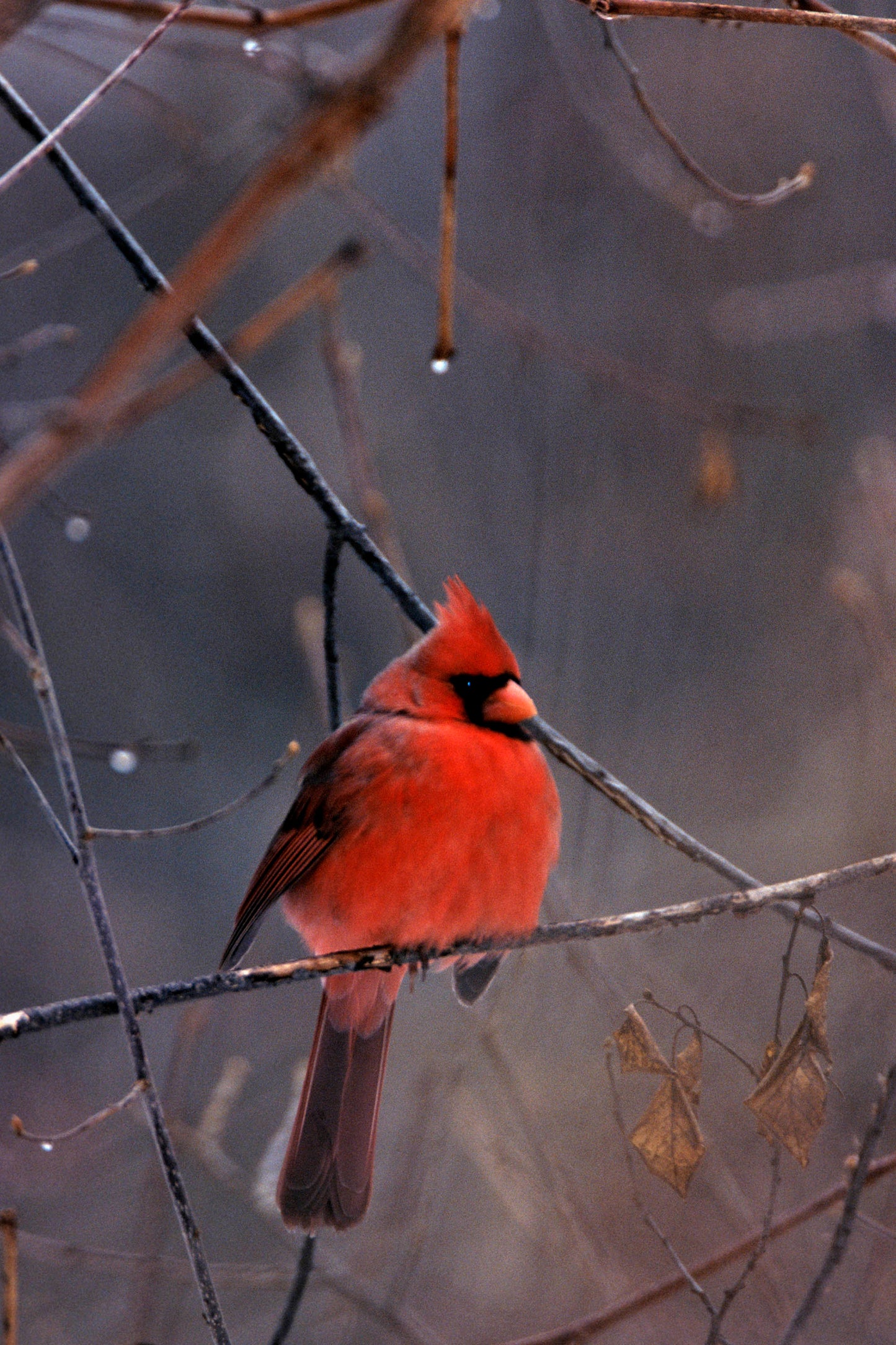 Red Male Cardinal In Winter setting, Fine Art Bird Photograph