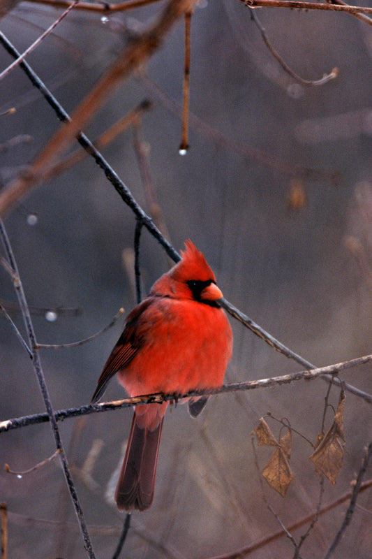 Red Male Cardinal In Winter setting, Fine Art Bird Photograph