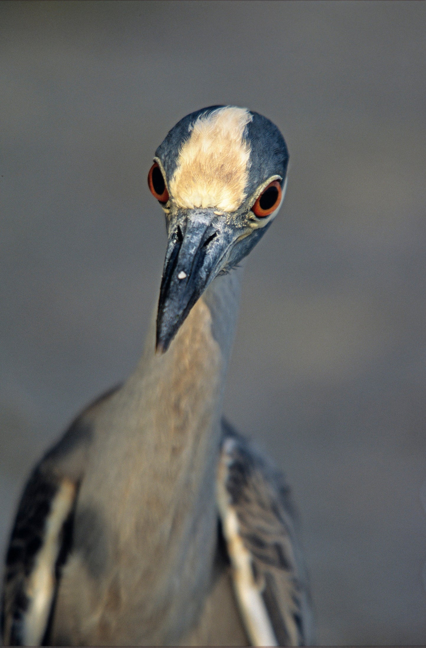 Yellow Crowned Night Heron Up Close and Humorous Bird Fine Art Print