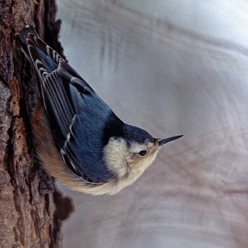 White Breasted Nuthatch in Winter A Bird Fine Art Photo