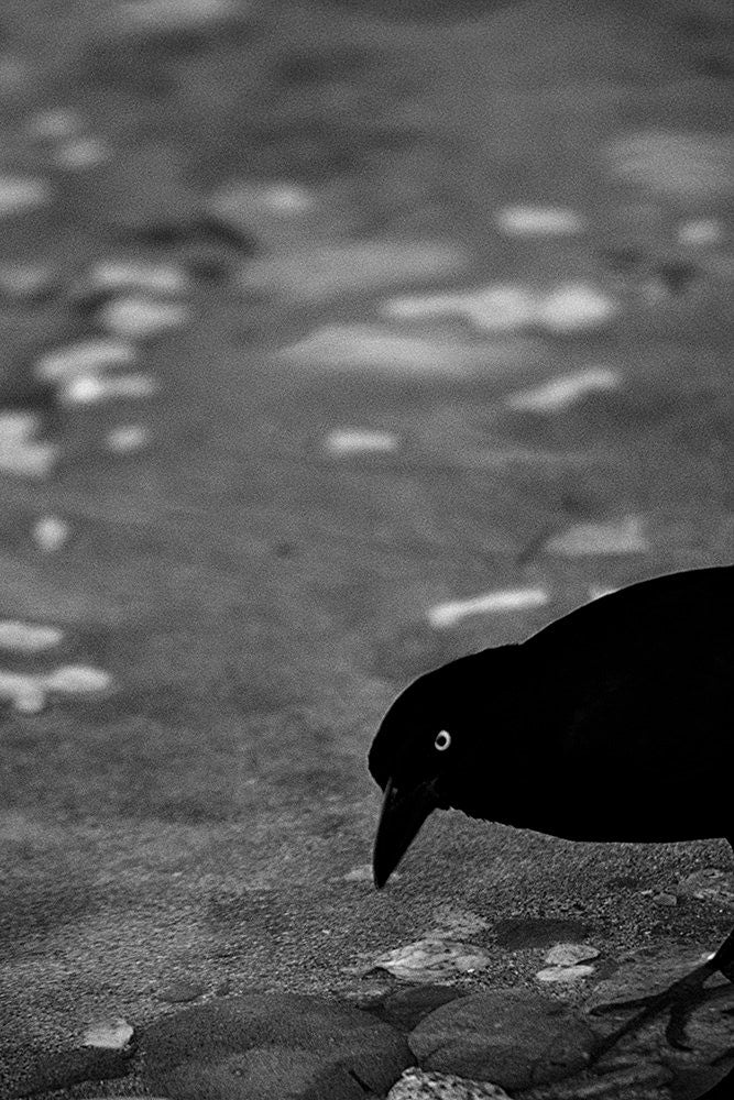 Angry Grackle by John Harmon