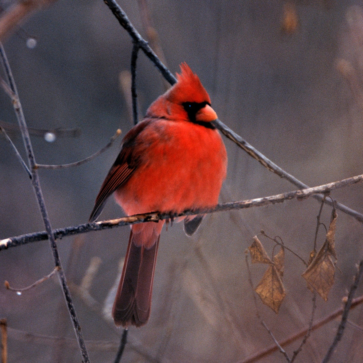 Red Male Cardinal In Winter setting, Fine Art Bird Photograph