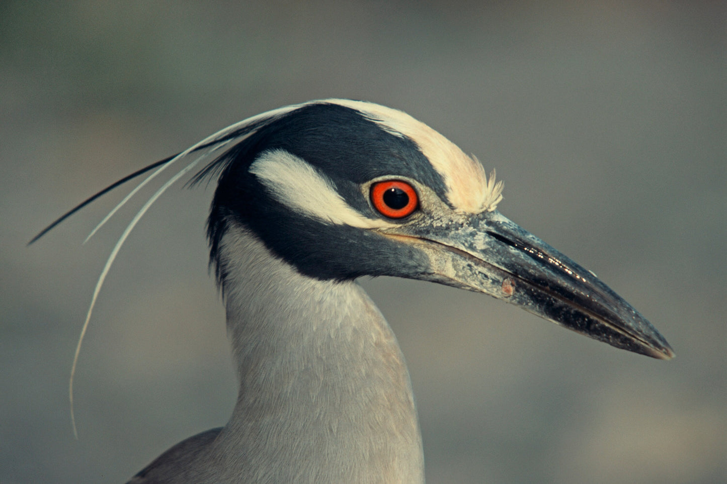 A Yellow Crowned Night Heron A Very Detailed Head Shot  Bird Fine Art Photo