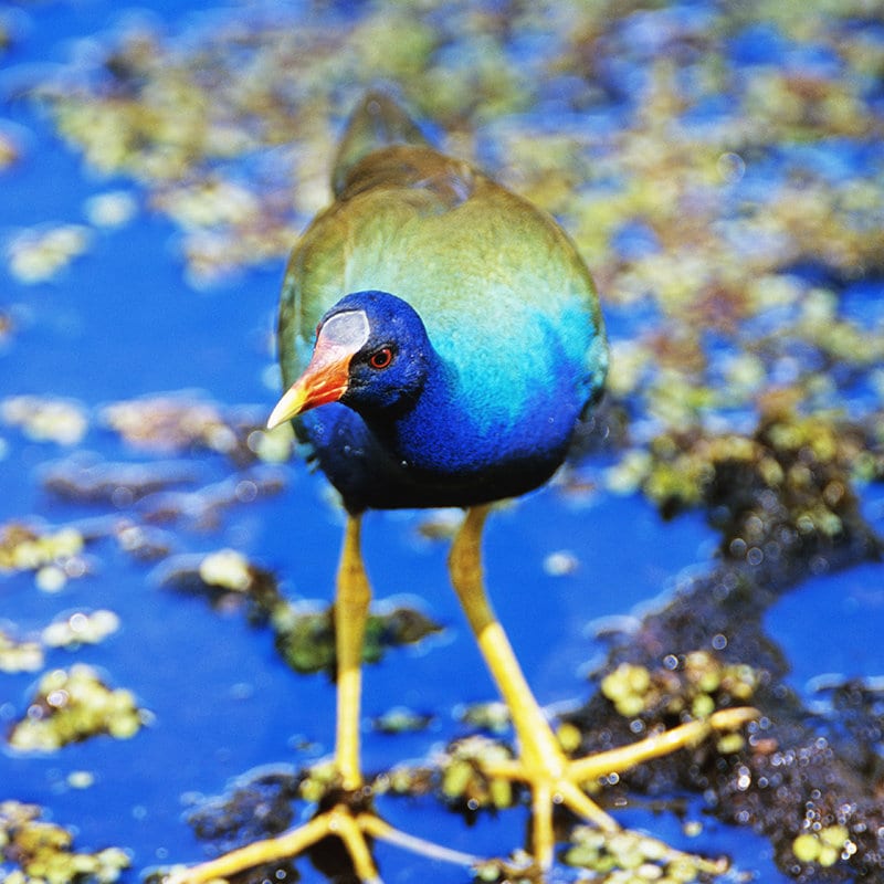 Purple Galinule Blends with Its Background  8x8 Photo Art