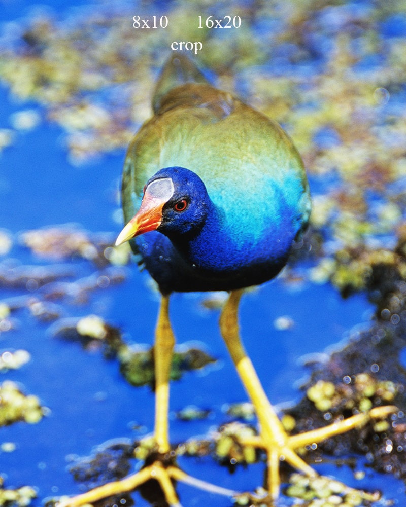 Purple Galinule Blends with Its Background  8x8 Photo Art