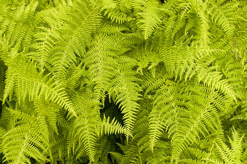 Mountain Ferns of North Carolina Fine Art Photo