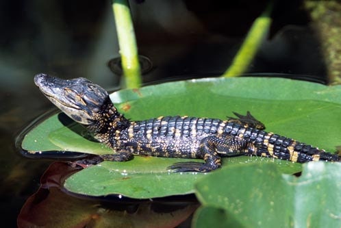 A Baby American Alligator Sunning Itself on a Lily Pad  Wildlife  Photo Art