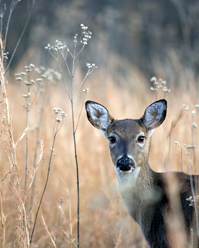 Wildlife as Art