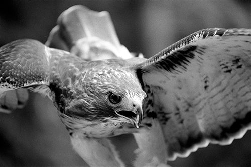 Bird Fine Art Photographs