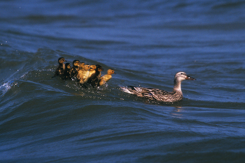 Ducklings Advoiding Mother Photo