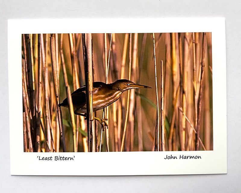 Least Bittern Clinging to Reeds at Ahinga Trail Everglades Fine Art