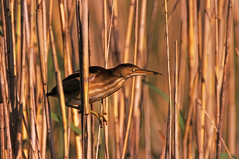 Least Bittern Clinging to Reeds at Ahinga Trail Everglades Fine Art