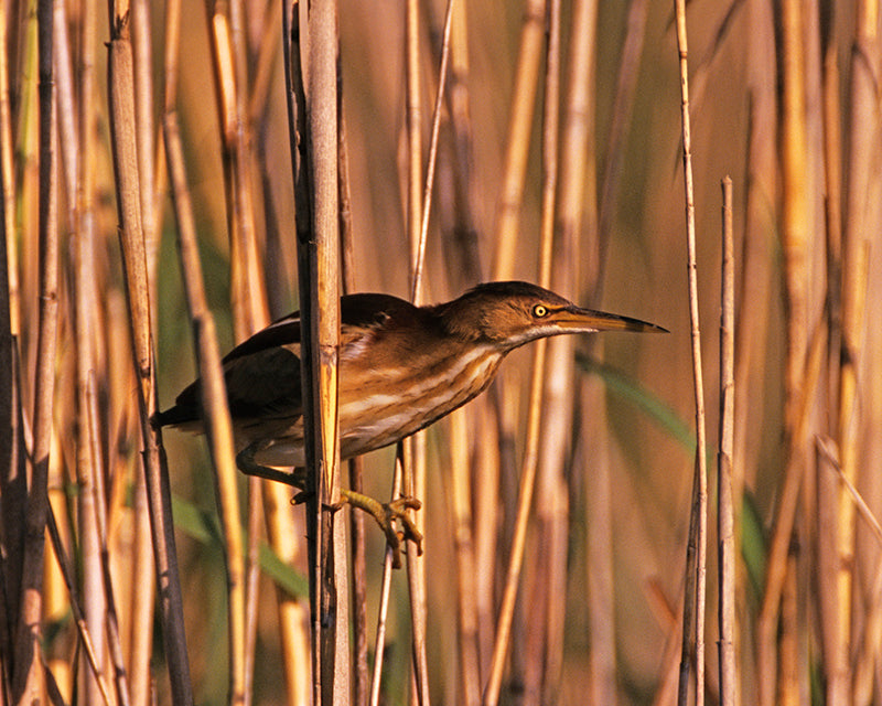 Least Bittern Clinging to Reeds at Ahinga Trail Everglades Fine Art