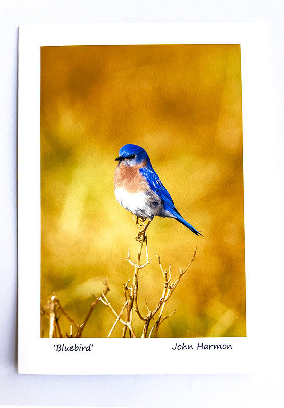 A Male Eastern Bluebird with a Golden Background Bird Fine Art Photo