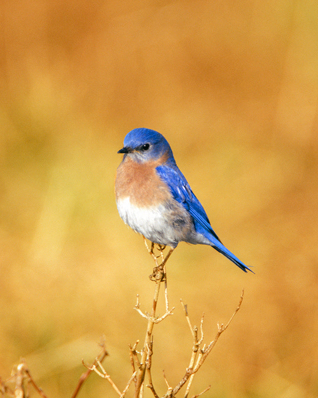 A Male Eastern Bluebird with a Golden Background Bird Fine Art Photo