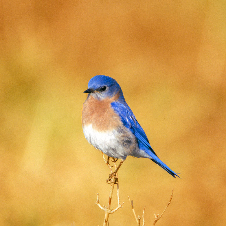 A Male Eastern Bluebird with a Golden Background Bird Fine Art Photo