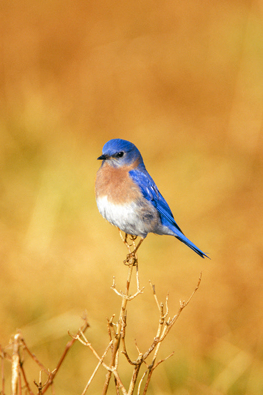 A Male Eastern Bluebird with a Golden Background Bird Fine Art Photo