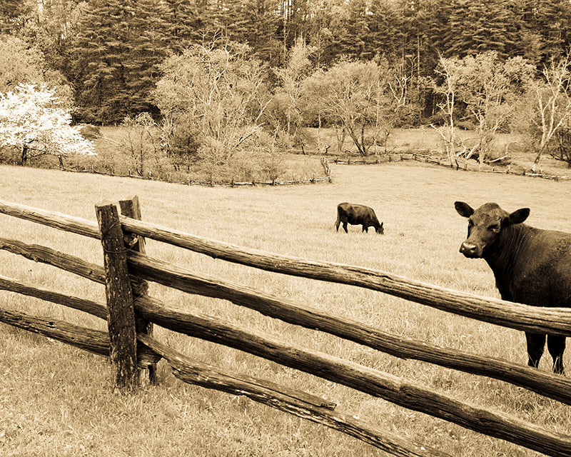 Blue Ridge Parkway Art: Rustic Print with Cows, Dogwood & Split Rail Fence