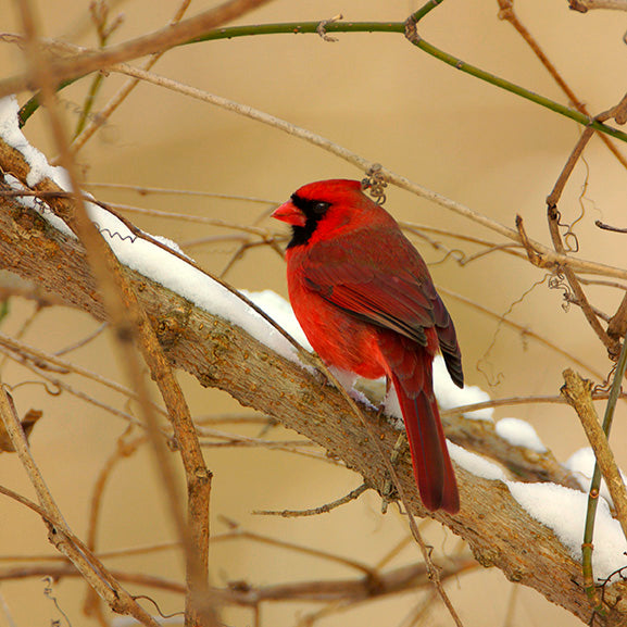 Red Cardinal in Snow by John Harmon