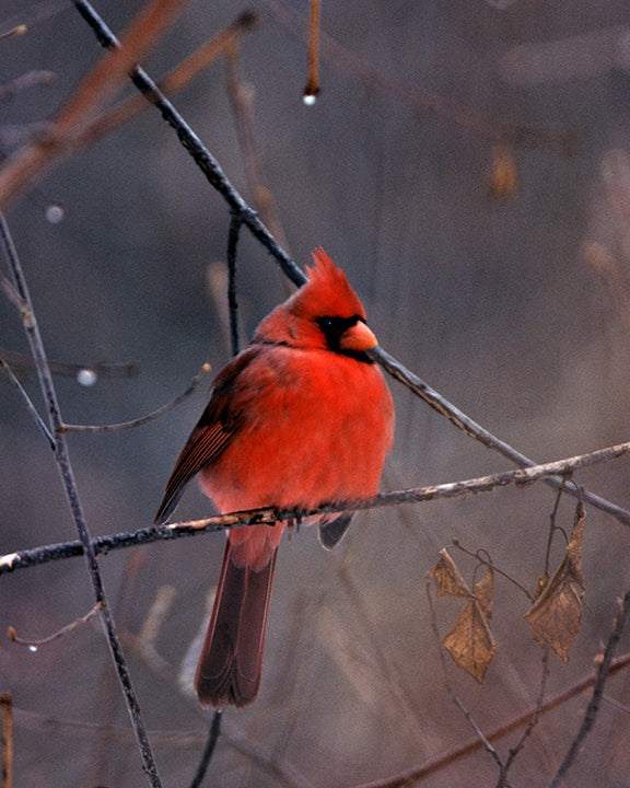 Red Male Cardinal In Winter setting, Fine Art Bird Photograph