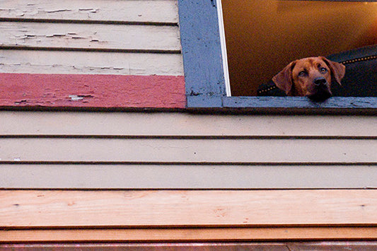 Lonely dog with sad eyes, Dog Wall Art