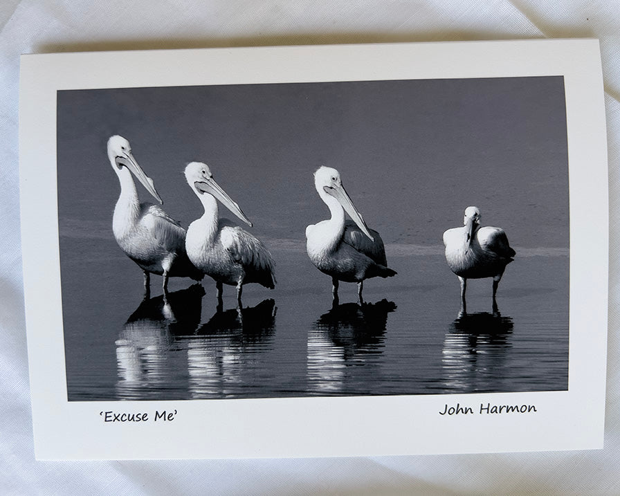 Four White Pelicans, Ding Darling Sanibel, Funny Bird Art