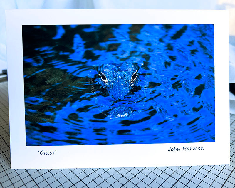 Menacing Gator in Deep Blue Shadow Original Fine Art Photo