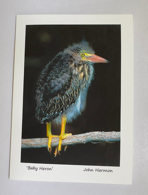 Baby Green Heron, Posed for its Portrait, Bird Photo