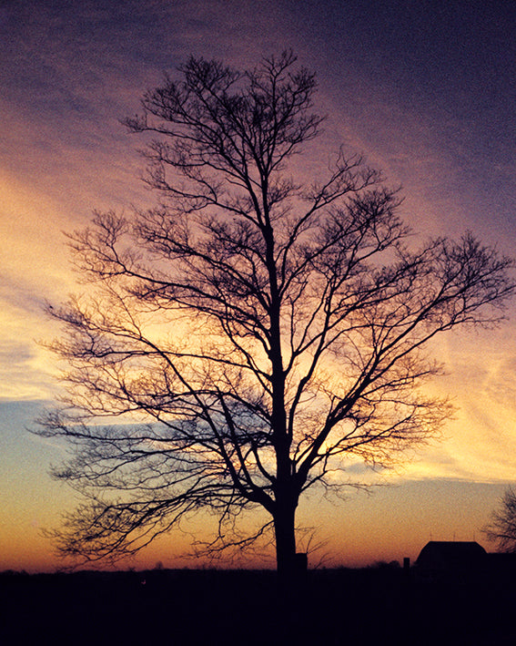 Barn and tree at sunrise Hinkley Ohio by John Harmon