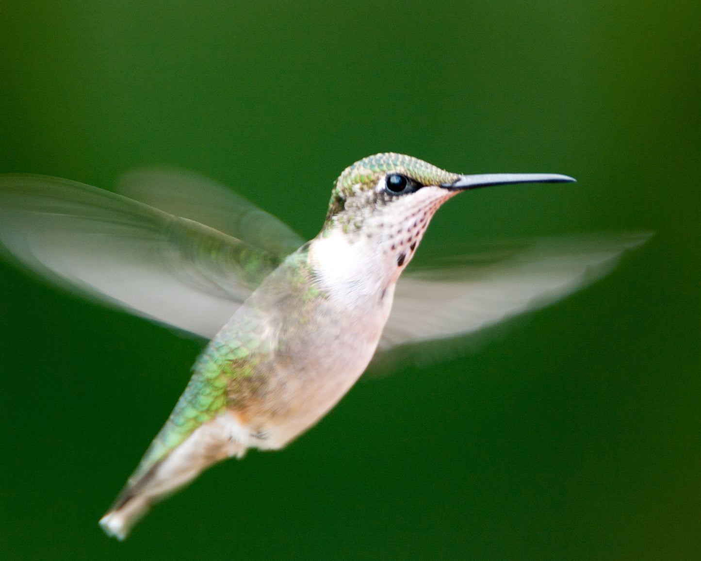 A Hummingbird in Flight Against a Green Background Bird Art Photo