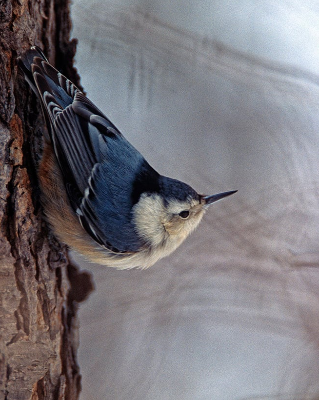 White Breasted Nuthatch in Winter A Bird Fine Art Photo