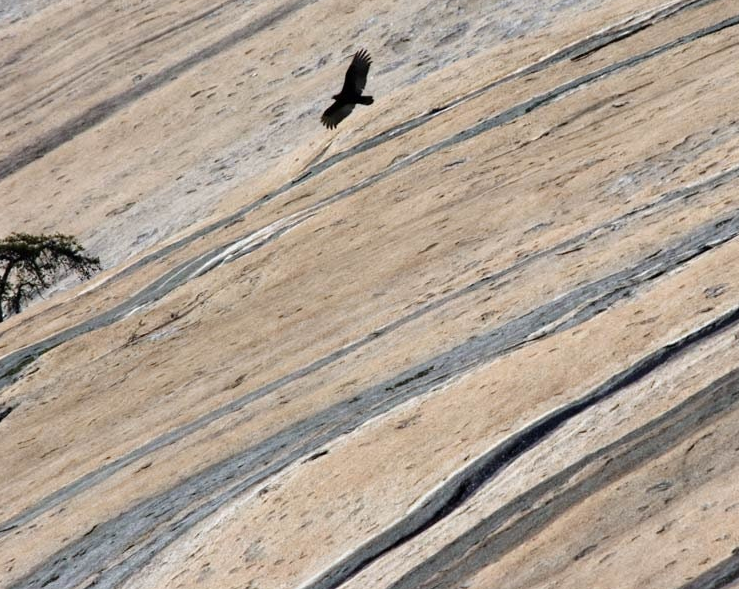 Stone Mountain A North Carolina State Park A Lone Vulture Soars Near the Granite Dome Fine Art Photo