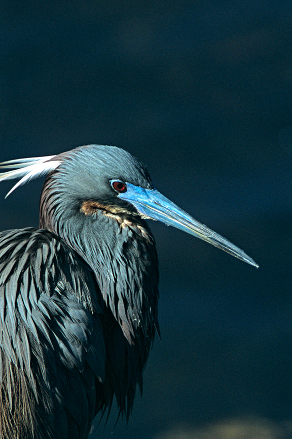 A Tri Colored Heron Poses in its Finest Breeding Plumage by John Harmon