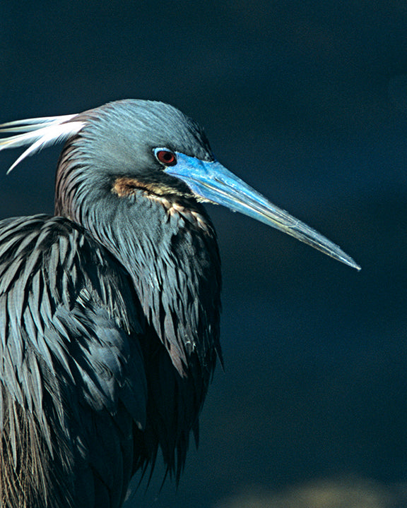 A Tri Colored Heron Poses in its Finest Breeding Plumage by John Harmon