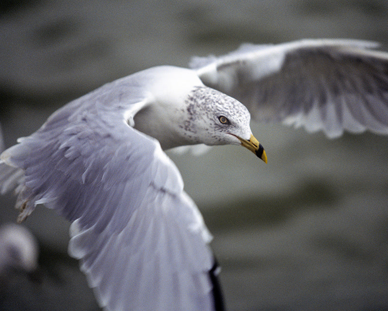 A Ring Billed Gull In Flight Bird Fine Art Photo
