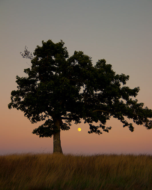 Lone tree at Doughton Park by john Harmon