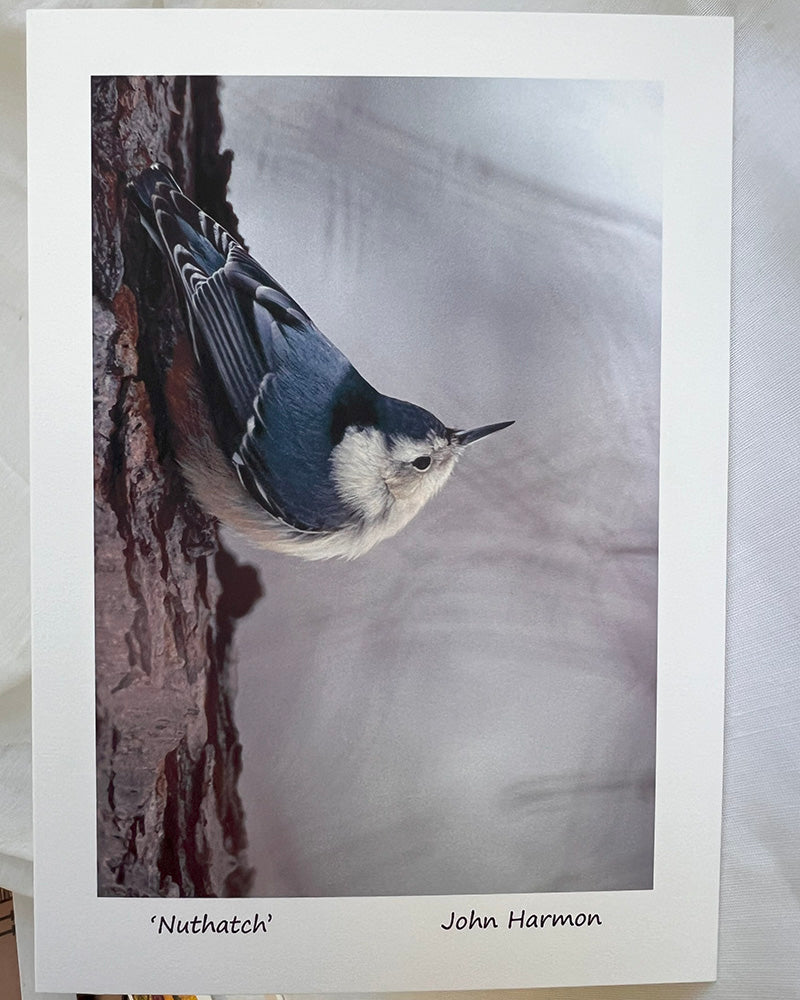 White Breasted Nuthatch in Winter A Bird Fine Art Photo