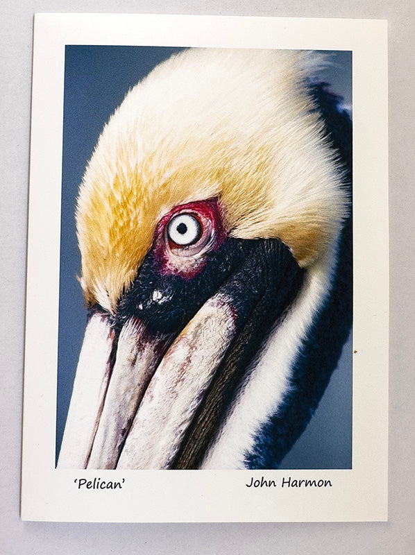 A Brown Pelican  Close Up Headshot Fine Art Bird Photo