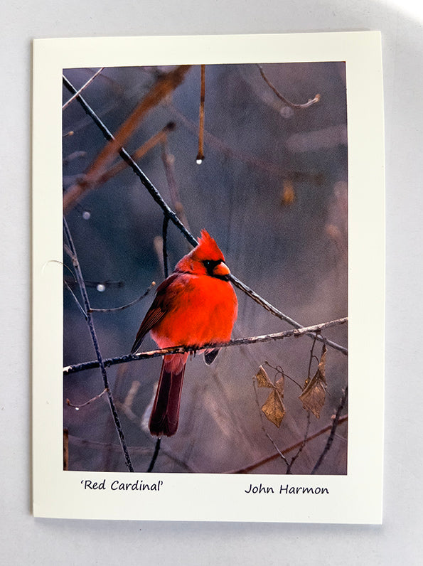 Red Male Cardinal In Winter setting, Fine Art Bird Photograph