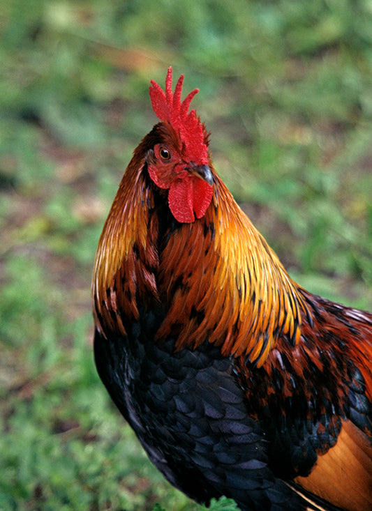 Rooster Portrait by John Harmon